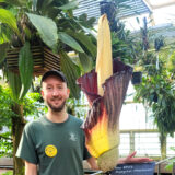 A Corpse Flower Blooms in Brooklyn