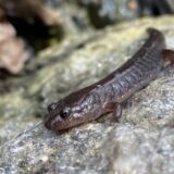 Salamanders & the City. Tiny Wildlife Thrive in Urban Eco-System