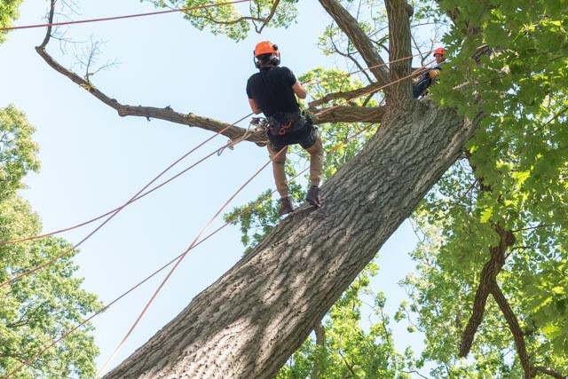 Local Presidents Administer Exam for Parks Dept.’s Arborist Jobs
