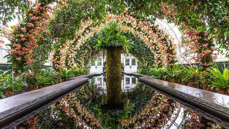 NYBG Orchid Show’s Virtual Tour