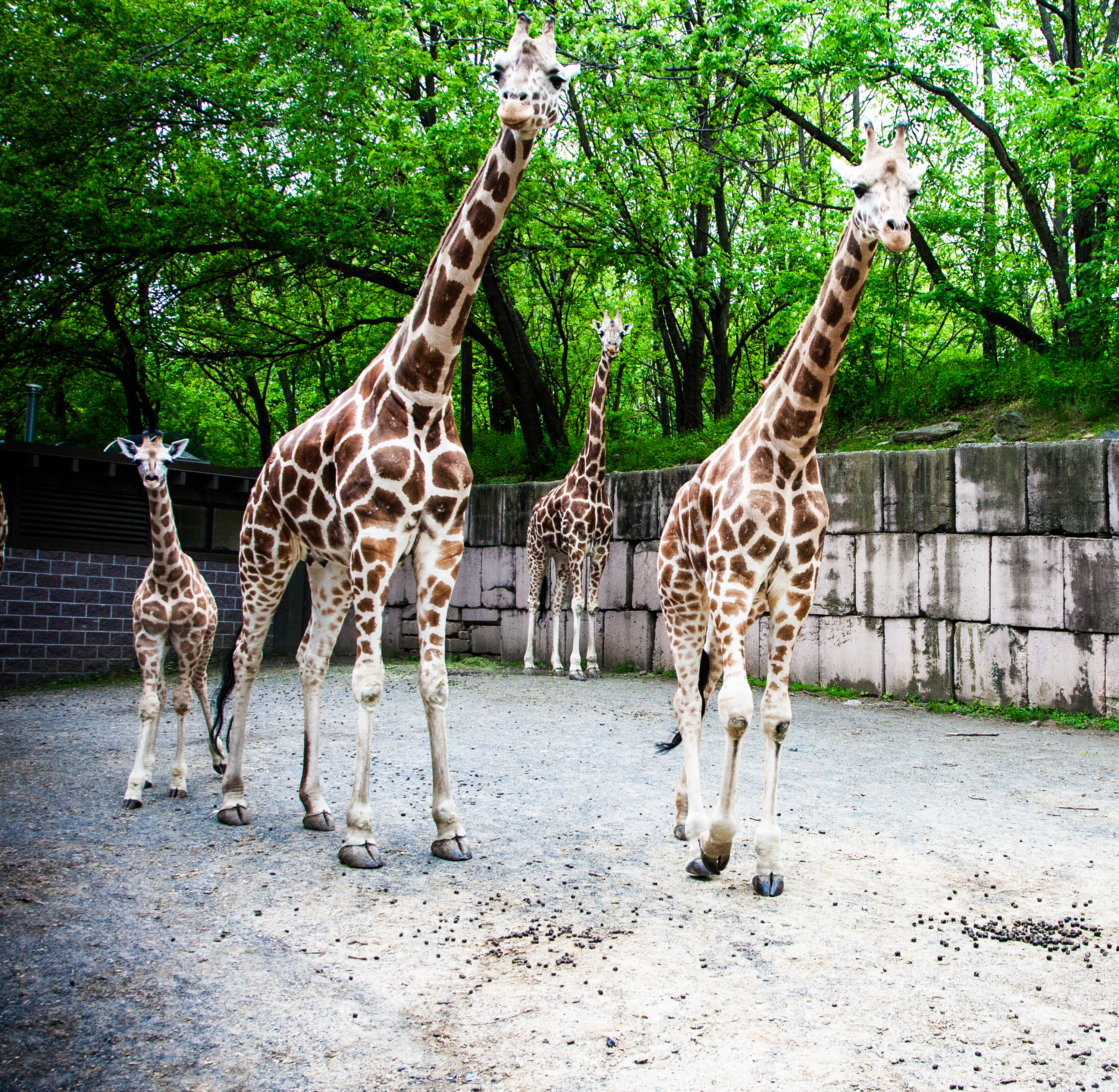 From the PEPtalk Archives: Giraffes at the Bronx Zoo.
