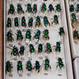 Local 1559 Museum Specialists Buzz with Activity